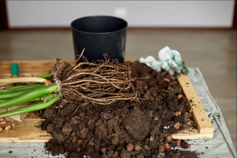 Žloutnoucí listy Zamioculcas a odpadávající stonky? Pokud ji chcete zachránit, jednejte rychle.