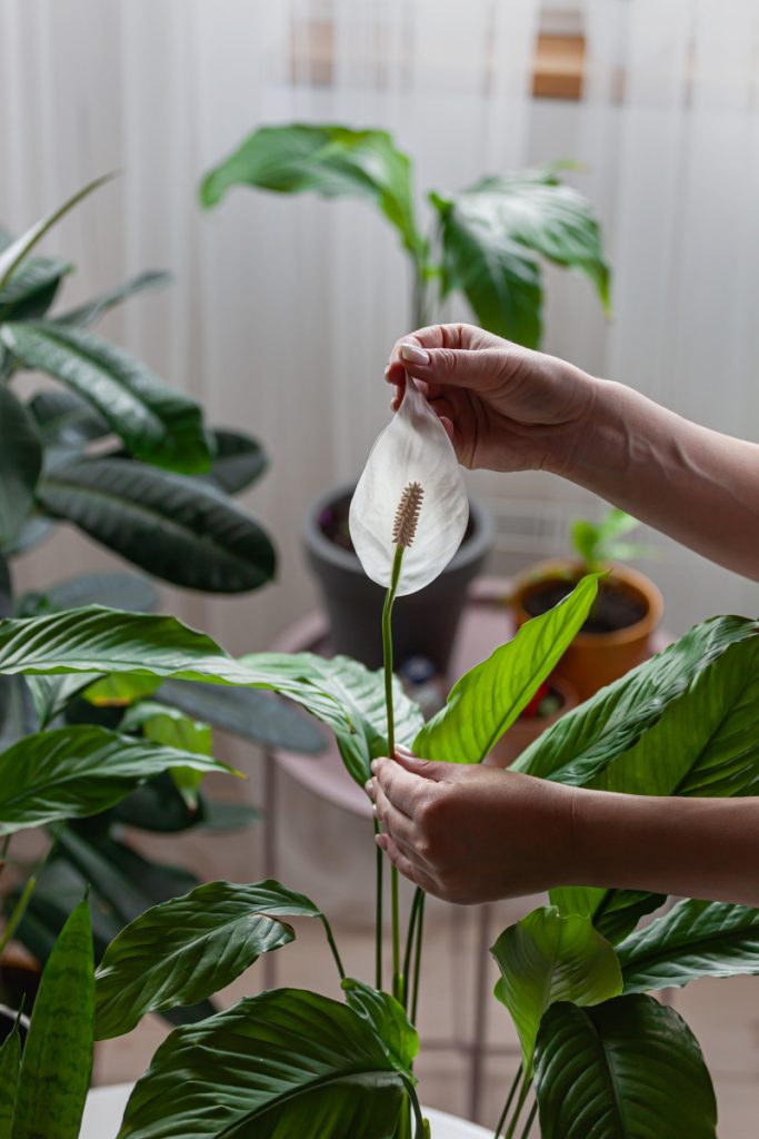 5 snadných triků, jak vytvořit ohyb spathiphyllum z listů a květů. Místo toho, abyste je vyhodili do koše, dejte je do květináče.