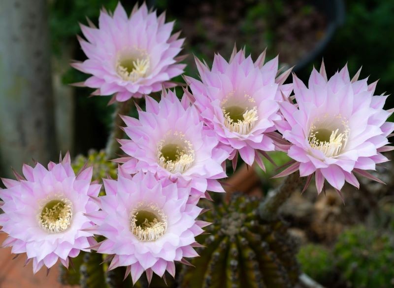 Echinopsis Eyriesa neboli kozí kaktus. Jak o něj pečovat, aby byl pokrytý květy?