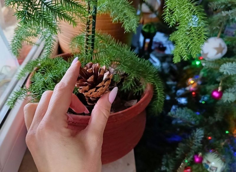 Rozléváte doma květiny? Použijte trik s borovicovou šiškou