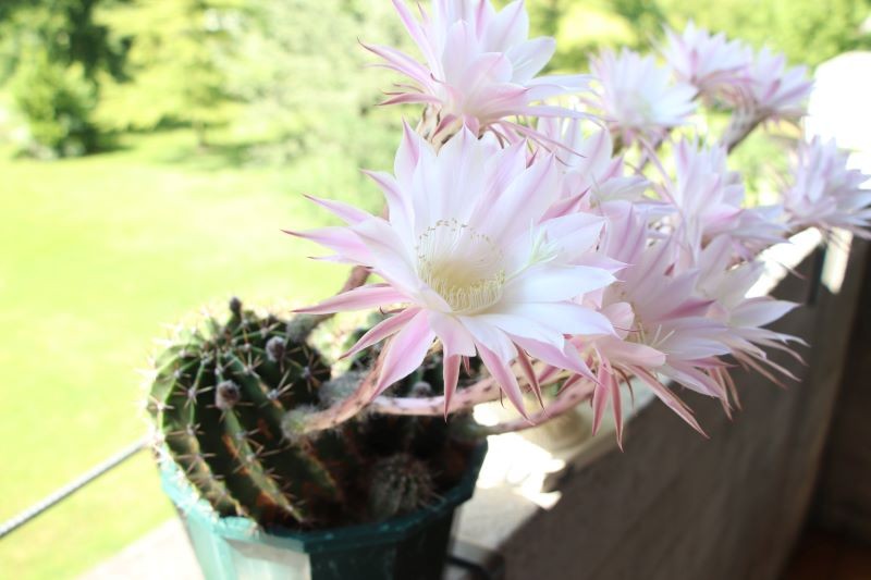 Echinopsis Eyriesa neboli kozí kaktus. Jak o něj pečovat, aby byl pokrytý květy?