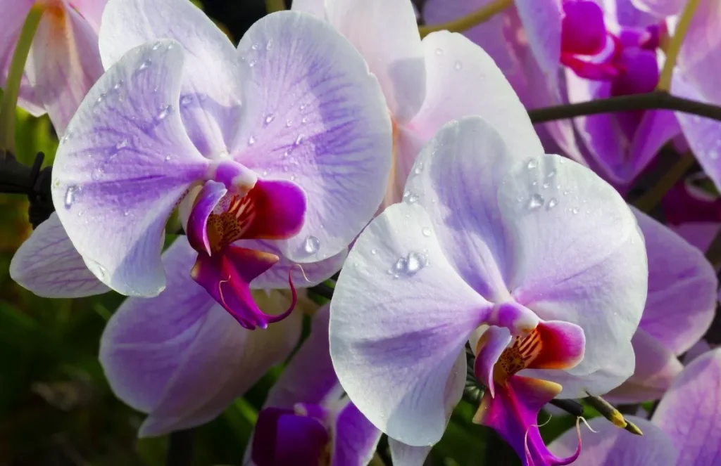 Správné zalévání orchidejí: Jak se vyhnout třem nejčastějším chybám