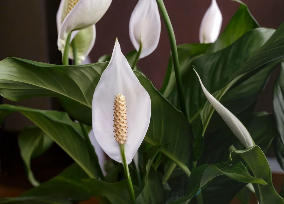 Místo abych ji vyhodil do koše, dal jsem ji do květináče se spathiphyllum. Roste jako blázen