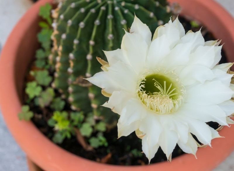 Echinopsis Eyriesa neboli kozí kaktus. Jak o něj pečovat, aby byl pokrytý květy?