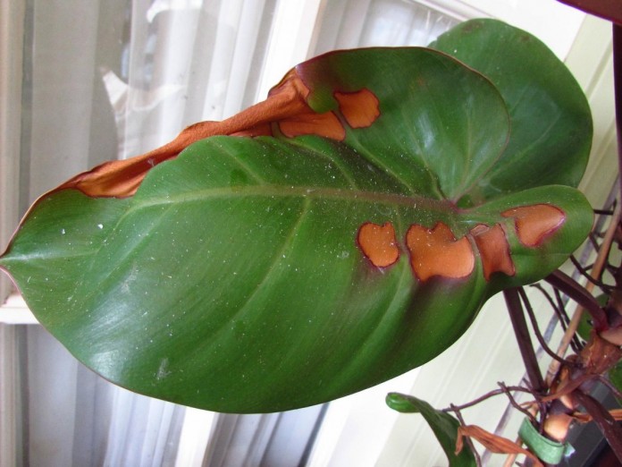 Philodendron blushing - světlý vzhled při skromných požadavcích