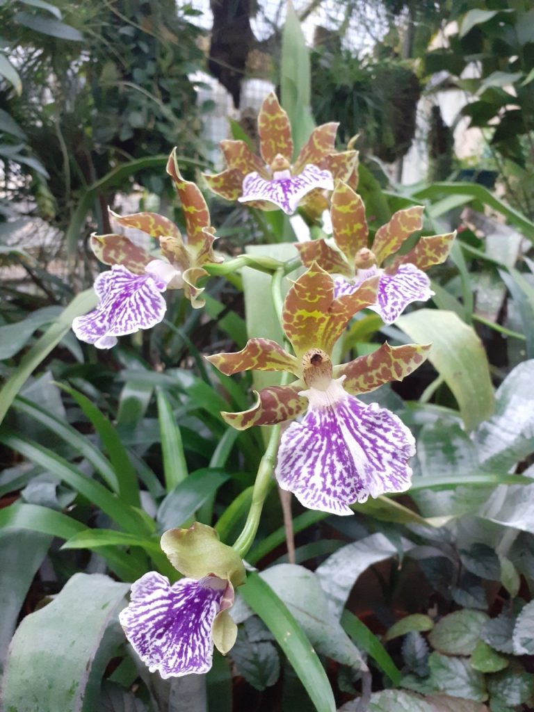 Divoké krásky: orchideje.