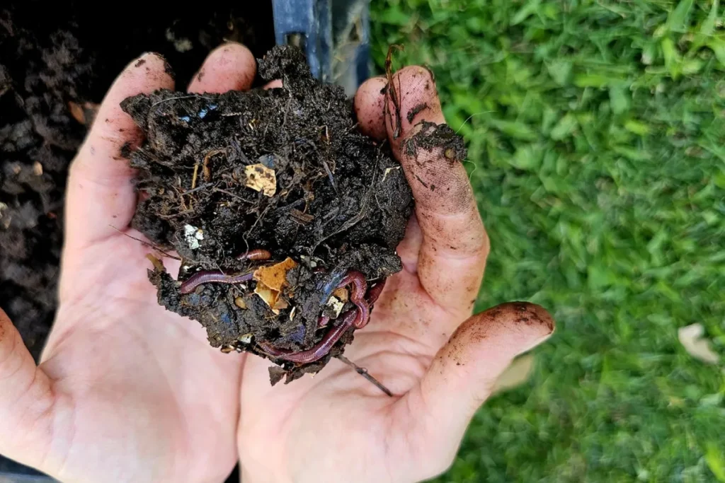 Jaké jsou podle odborníků výhody zakopávání citronové kůry na zahradě?