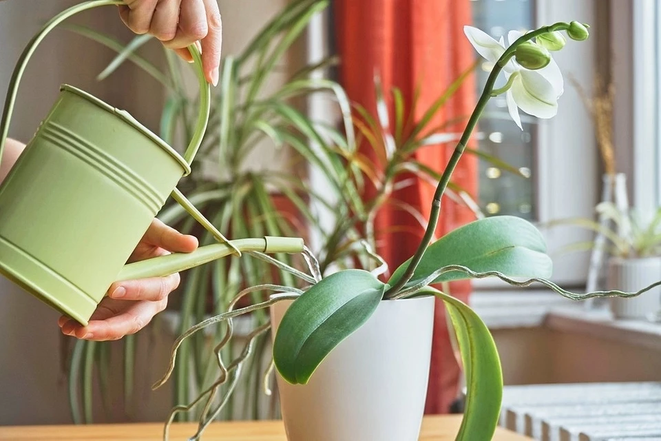 Jak správně zalévat orchideje: doporučená frekvence a způsoby zalévání