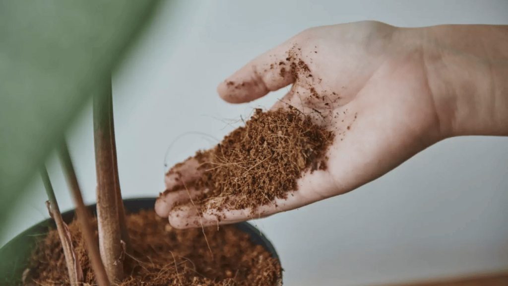 Jak zlepšit růst pokojových rostlin pomocí skořice - užitečný lifehack